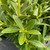 Ilex crenata Hoogendorn 169374